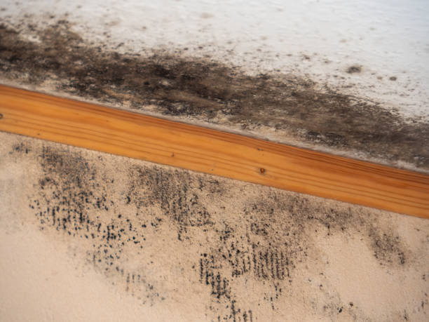 Trusted New London, WI Mold Removal Experts